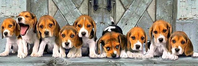 9 kleine Beagle - 5D DIY Diamond Painting