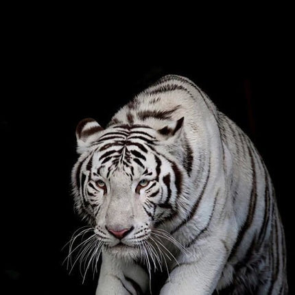 Fast weisser Tiger - 5D DIY Diamond Painting