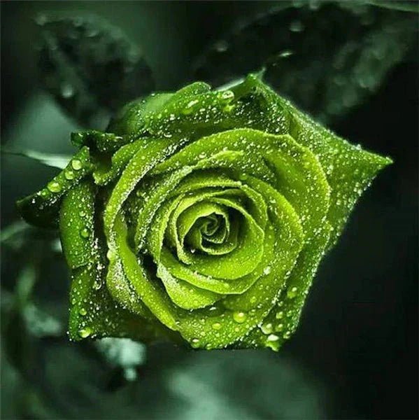 Grüne Rosenblüte mit Wassertropfen - 5D DIY Diamond Painting