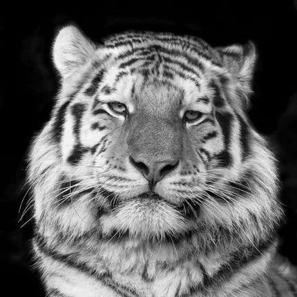 Kopf des Tigers in schwarz/weiss - 5D DIY Diamond Painting