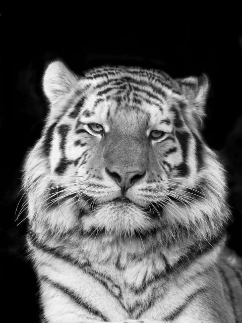Kopf des Tigers in schwarz/weiss - 5D DIY Diamond Painting