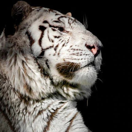 Kopf eines liegenden Tigers - 5D DIY Diamond Painting