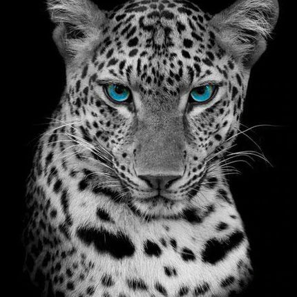 Leopard mit blauen Augen schwarz weiss - 5D DIY Diamond Painting