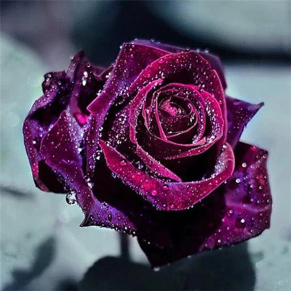 Lilafarbene Rosenblüte mit Wassertropfen - 5D DIY Diamond Painting