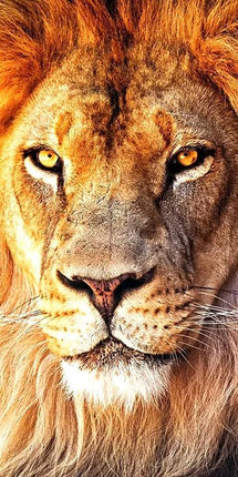 Löwe - schau mir in die Augen - 5D DIY Diamond Painting