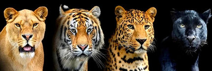 Löwe, Tiger, Leopard und Puma - 5D DIY Diamond Painting