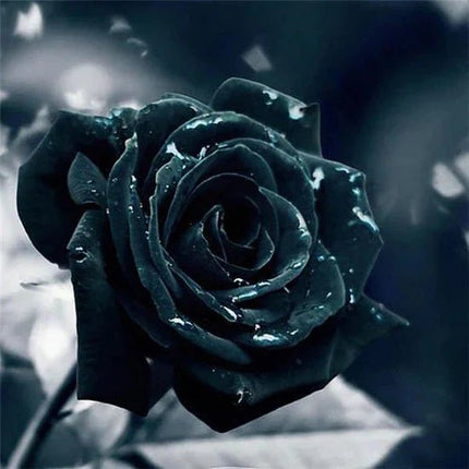 Schwarze Rosenblüte mit Tautropfen - 5D DIY Diamond Painting