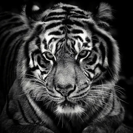 Schwarz/Weisser Tigerkopf - 5D DIY Diamond Painting