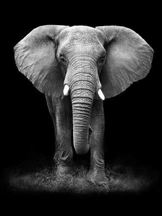 Stehender Elefant in schwarz weiss - 5D DIY Diamond Painting