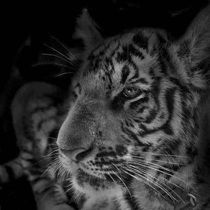 Tiger in schwarz weiss - 5D DIY Diamond Painting