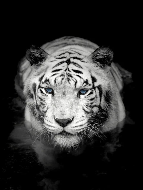 Tiger in schwarz/weiss - 5D DIY Diamond Painting