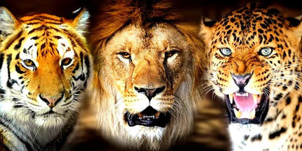 Tiger, Löwe und Leopard - 5D DIY Diamond Painting