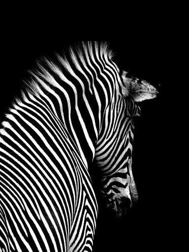 Zebra schwarz weiss - 5D DIY Diamond Painting
